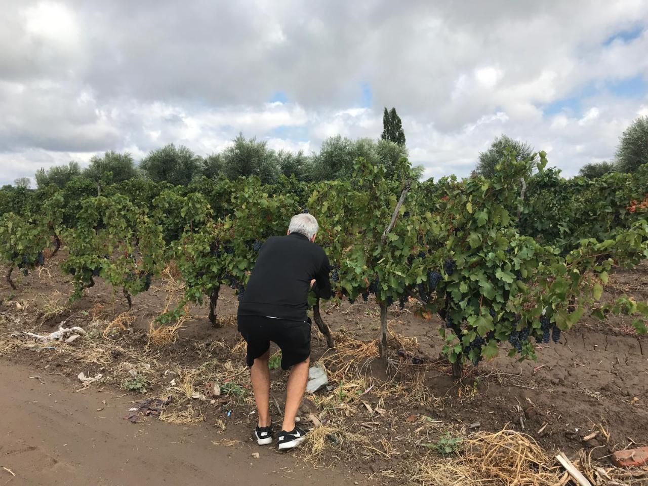 Sangiovese Cabanas Villa San Rafael  Eksteriør billede