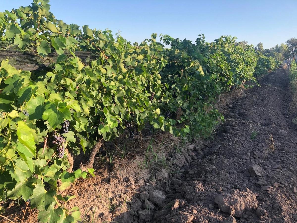 Sangiovese Cabanas Villa San Rafael  Eksteriør billede